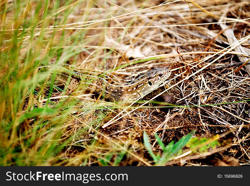 Curious lizard in thickets of a steppe grass