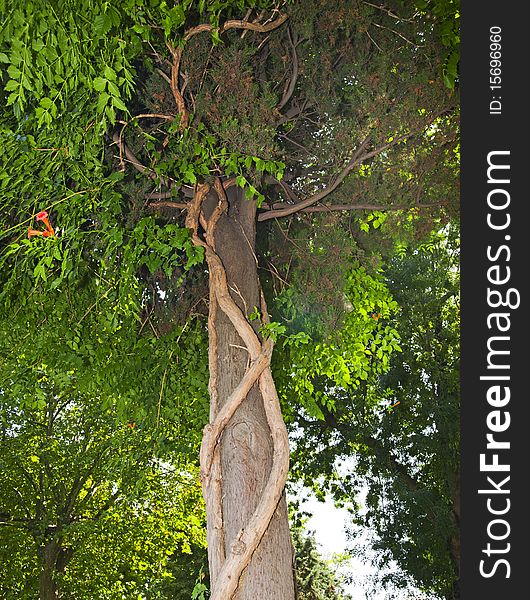 Tree trunk and canopy covered with a climbing vine plant. Tree trunk and canopy covered with a climbing vine plant