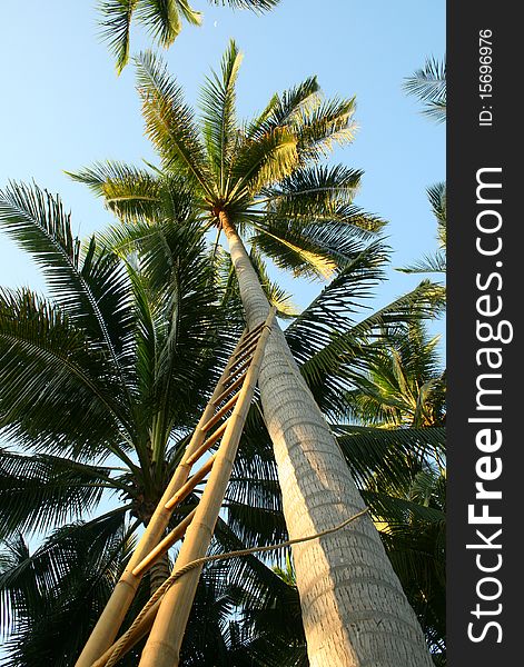 Coconut tree in exhibition area of Ampawa, Thailand. Coconut tree in exhibition area of Ampawa, Thailand