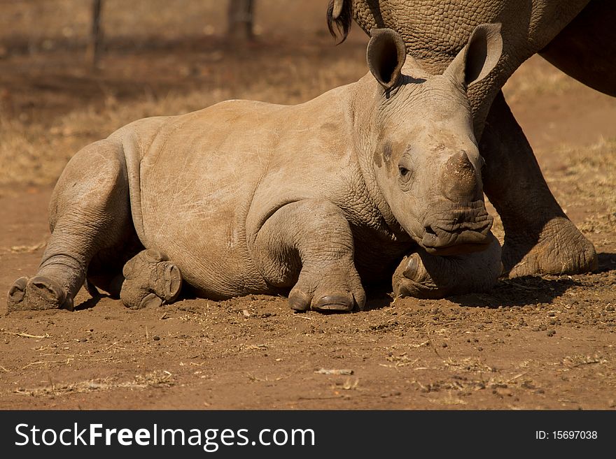 Baby white rhinoceros in african nature reserve game park next to mother