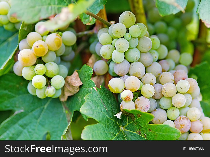 Green grape cluster on soft background