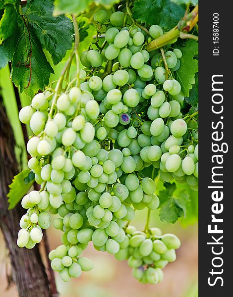 Green Grape Cluster