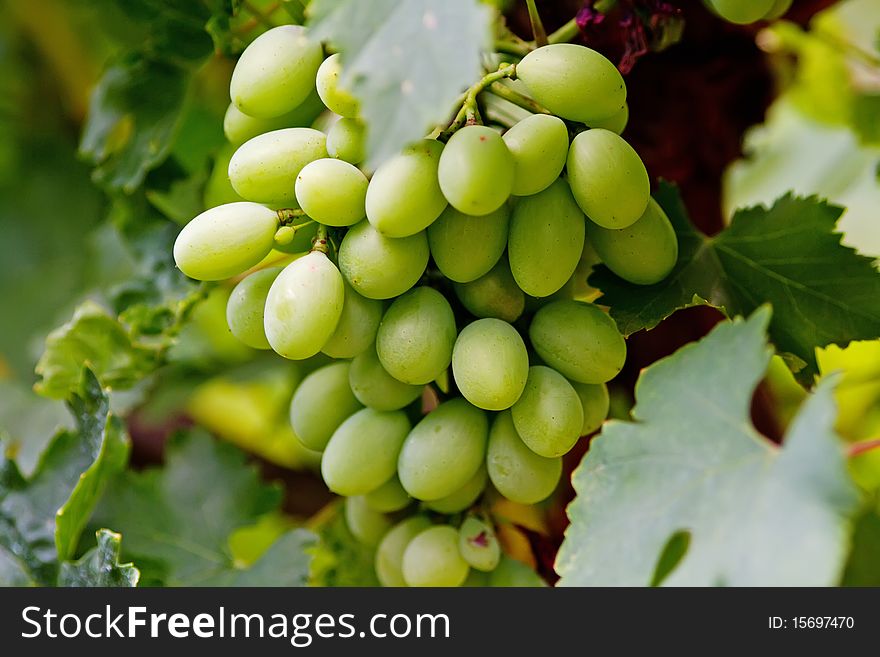 Green grape cluster behind leaves