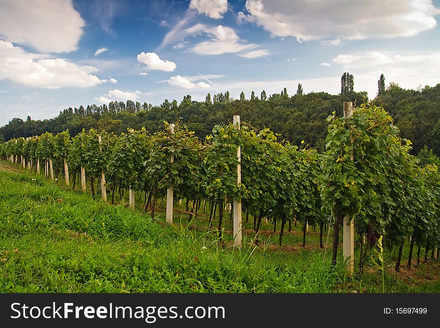 Panoramic view of vineyard landscape