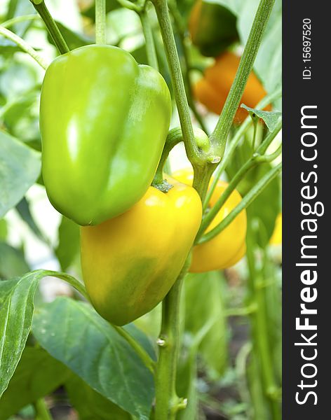 Ripe yellow pepper with leaves in the garden. Ripe yellow pepper with leaves in the garden