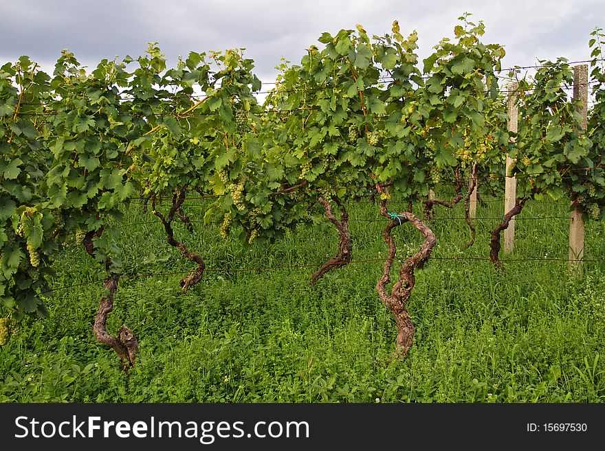 Vineyard at the autumn season