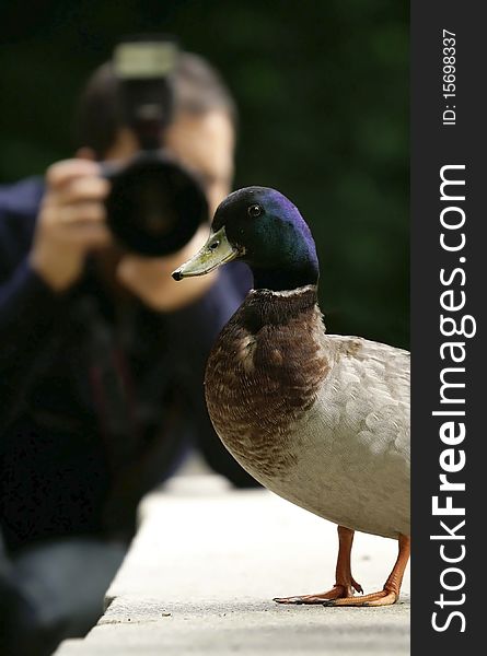 Wild ducks pose for photographer. Wild ducks pose for photographer