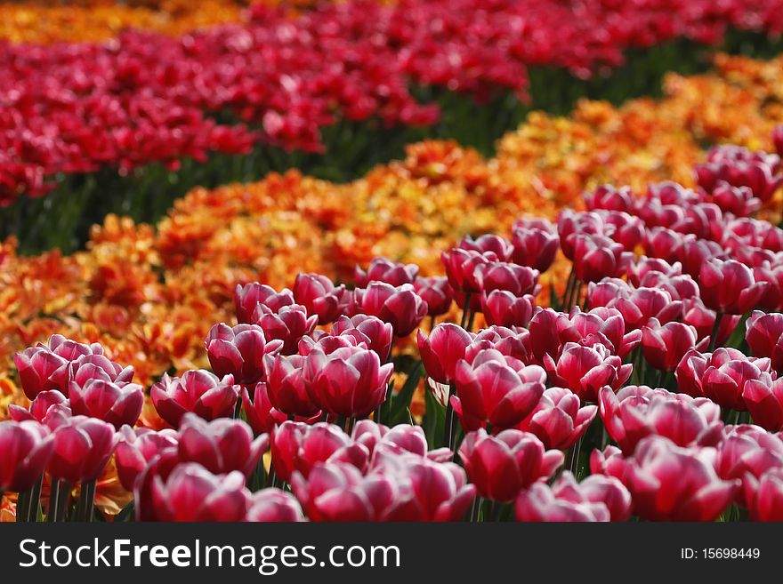 Tulipa 'Debutante', Triumph tulip on the right die in the Netherlands, Europe