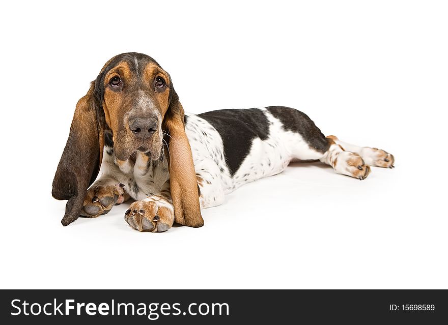 Basset Hound puppy laying down adn looking up. Isolated on white