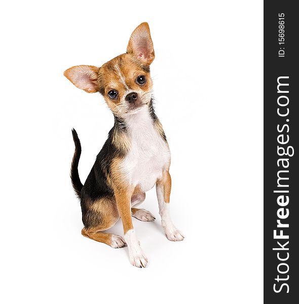 Adorable young Chihuahua puppy looking forward and isolated on white