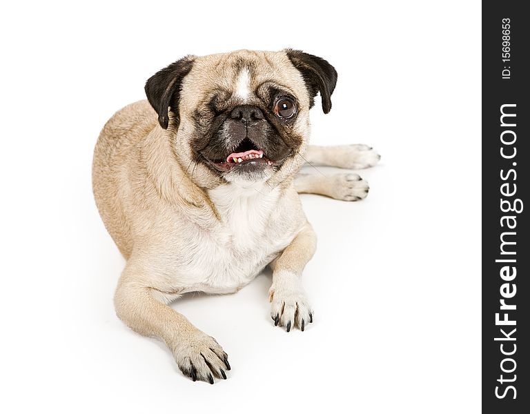 Pug dog with one eye. Isolated on white.