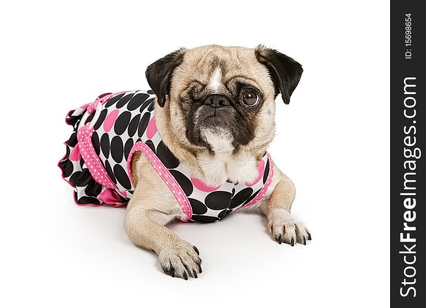 Pug dog with one eye in a polka dot dress