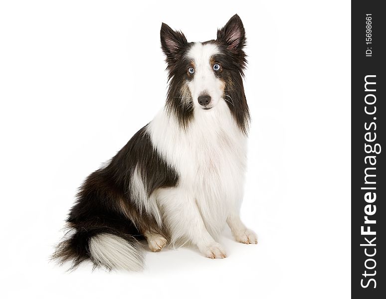 Shetland Sheepdog With Blue Eyes Stock Photo