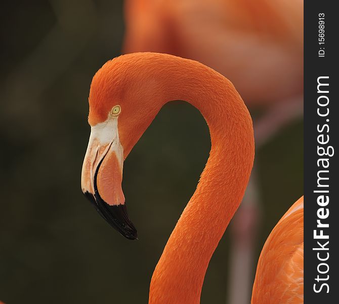 Close up shot of a flamingo head. Close up shot of a flamingo head.