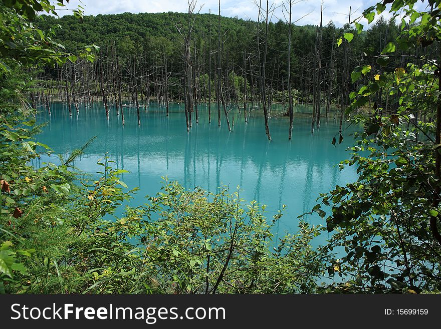 Blue Pond at Biei, Hokkaido, Japan.