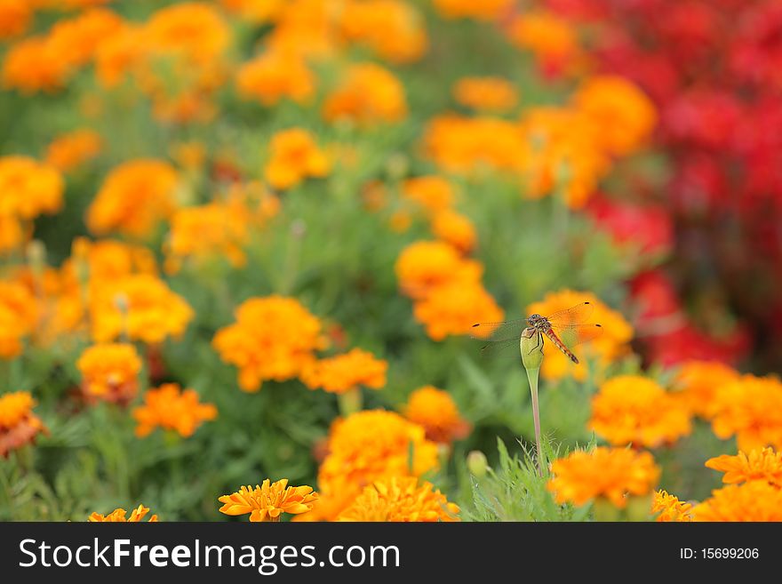 Calendula And Red Dragonfly