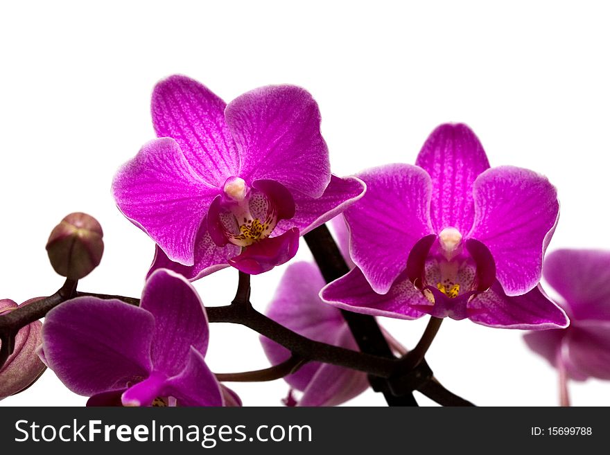 Orchid isolated on white