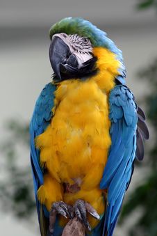 Macaw Parrot Royalty Free Stock Image
