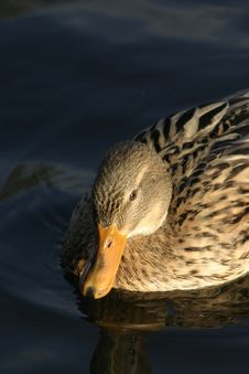 Mallard Duck Royalty Free Stock Images