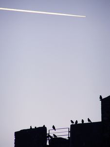 Birds In Silhouette Royalty Free Stock Photography