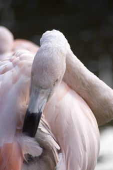 Flamingo Preening Royalty Free Stock Photos