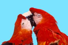 Parrot In Love Stock Image