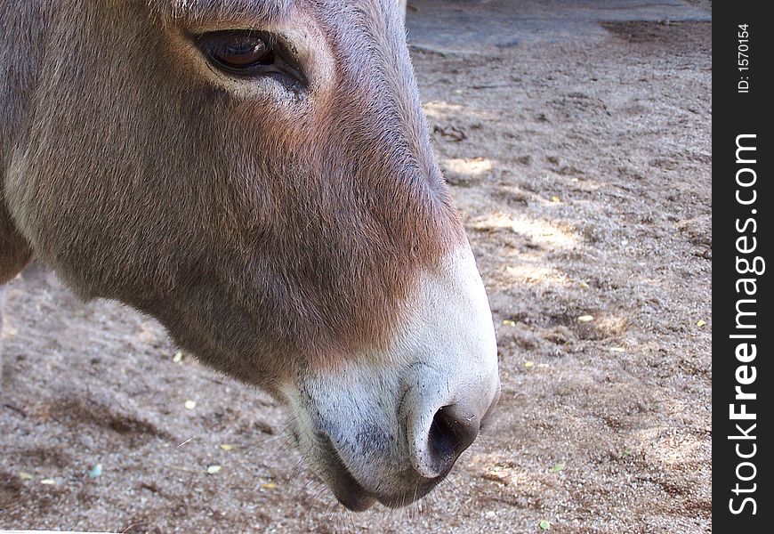 DVISED CLOSE ON NAME OF A DONKEY WITH LARGE BROWN EYES. DVISED CLOSE ON NAME OF A DONKEY WITH LARGE BROWN EYES