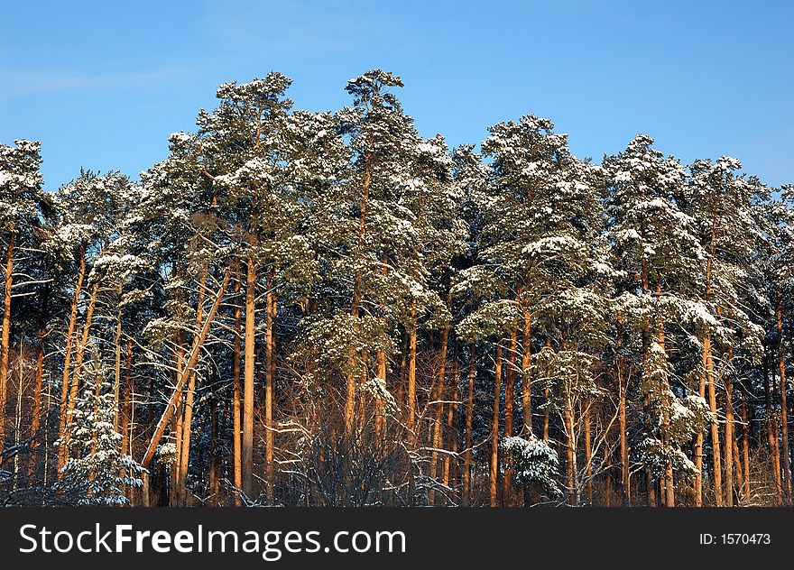 Winter  landscape in snowy forest
