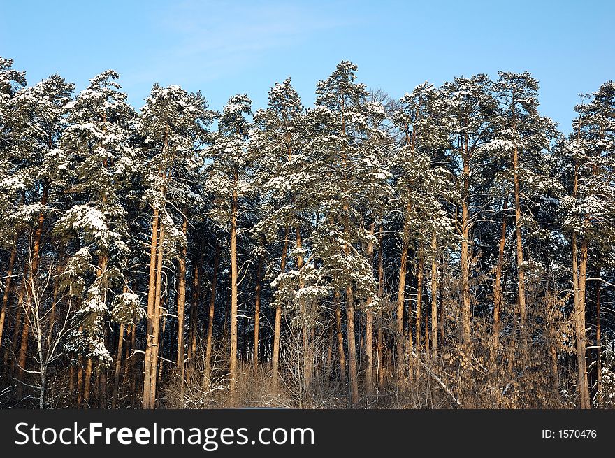 Winter landscape in snowy forest. Winter landscape in snowy forest