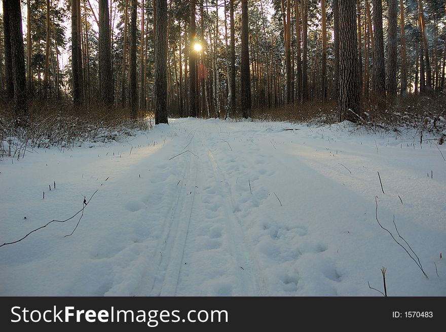 Winter  landscape in snowy forest