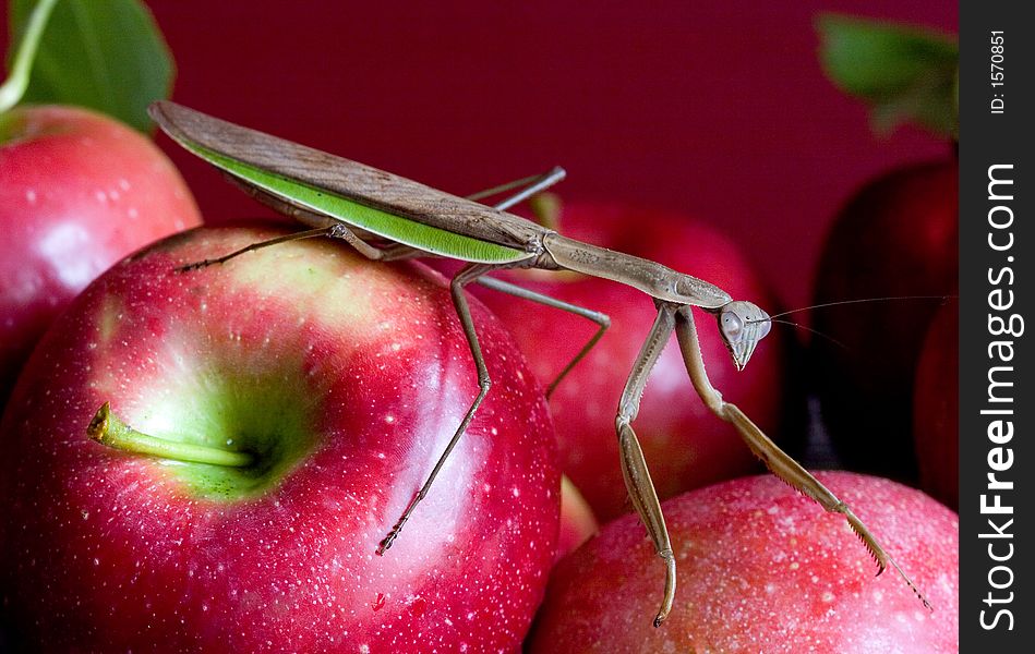 A praying mantis on freshly picked apples. A praying mantis on freshly picked apples