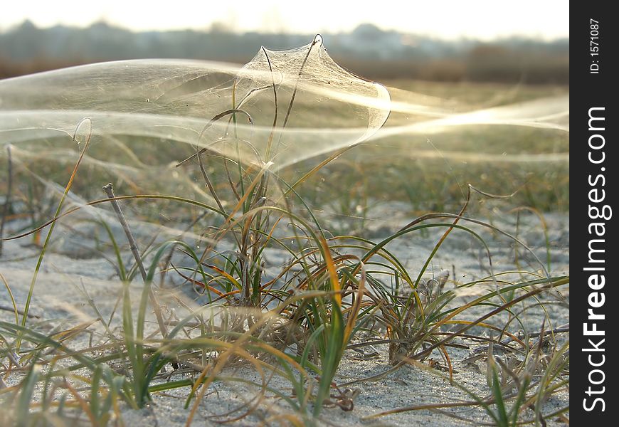 Spider web on grassy dune late autumn