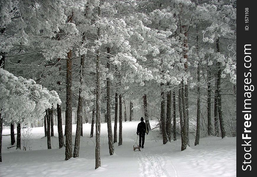 Quiet winter day afternoon in the mountains, a man walking between the snow covered pine trees. Quiet winter day afternoon in the mountains, a man walking between the snow covered pine trees