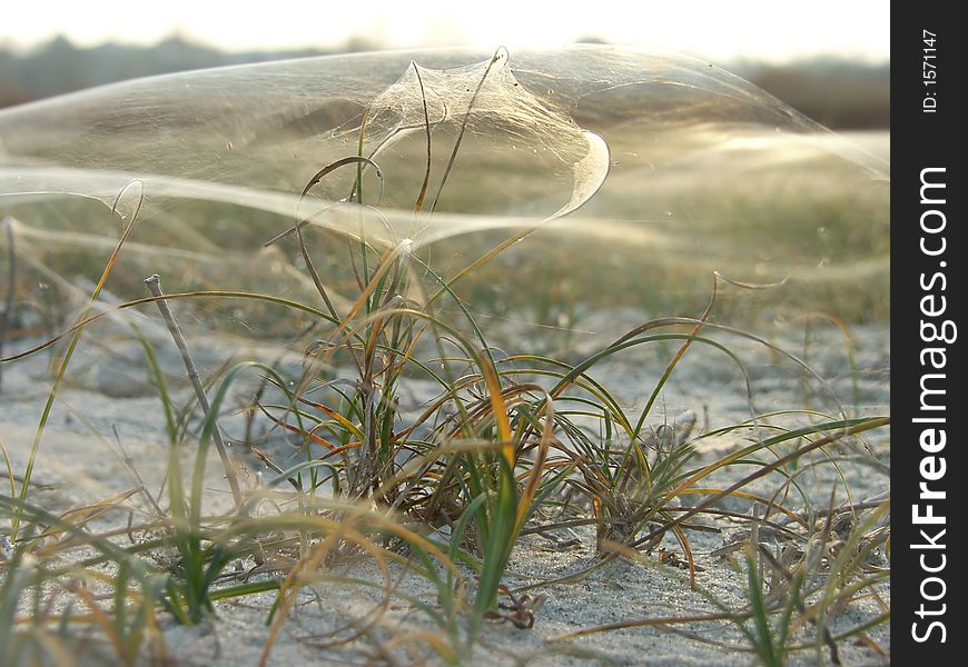 Spider web on grassy dune late autumn