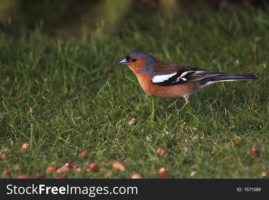 A Chaffinch feeding on the ground on spilt nuts from a feeder.