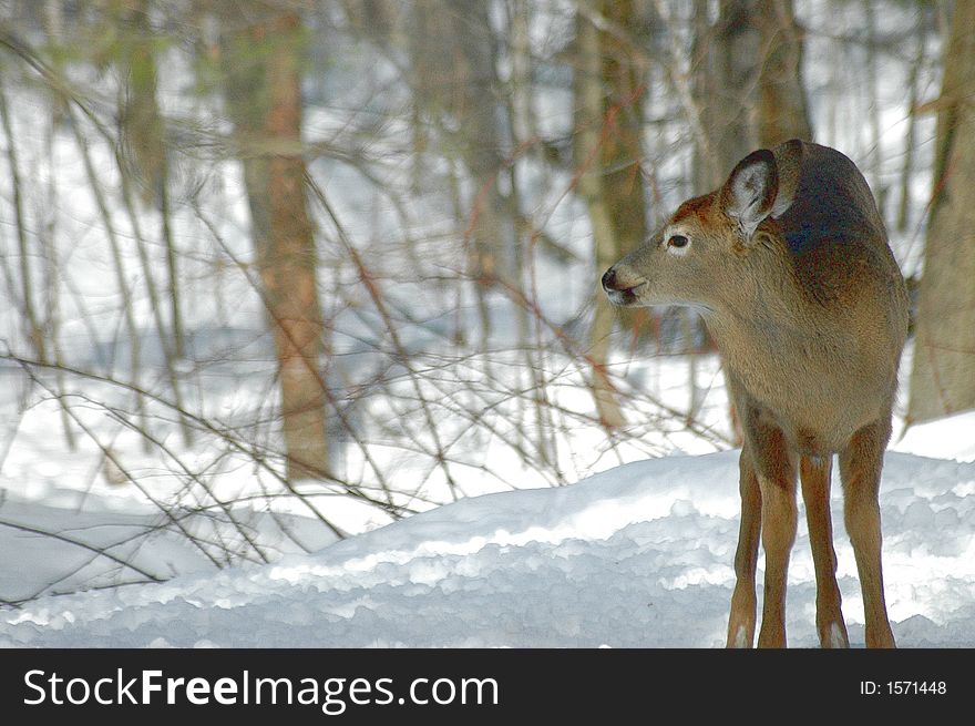 A white-tailed deer stands in the snow