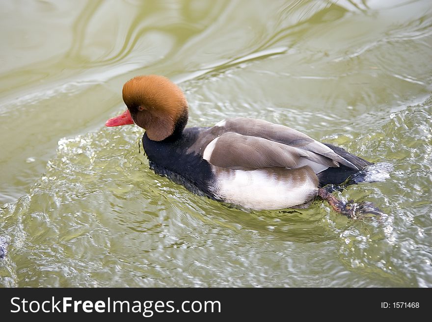 Red Head Duck sviming in a lake. Red Head Duck sviming in a lake