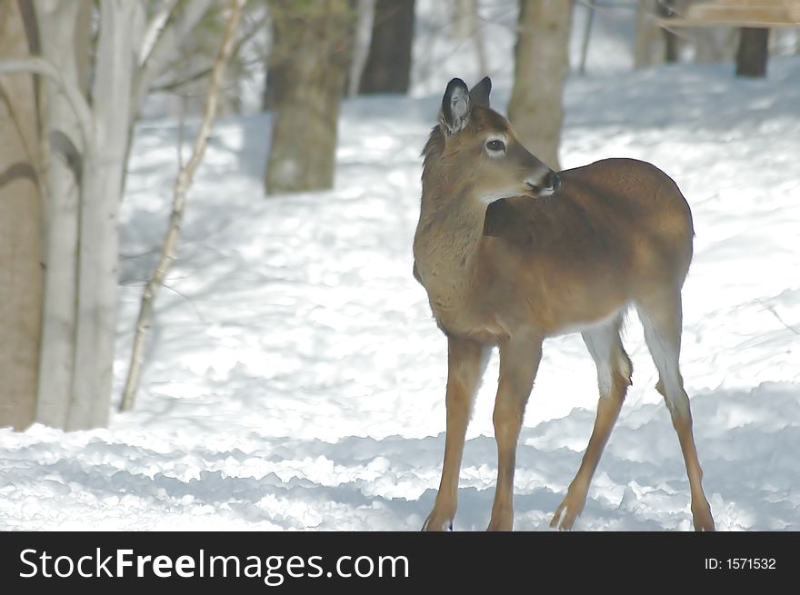 A white-tailed deer stands in the snow