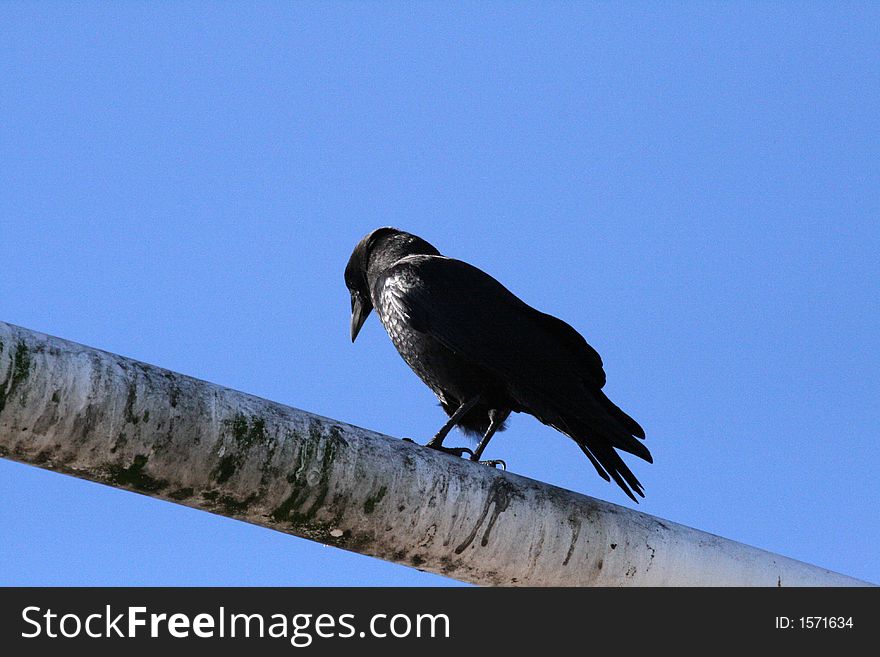 American Crow on a pole