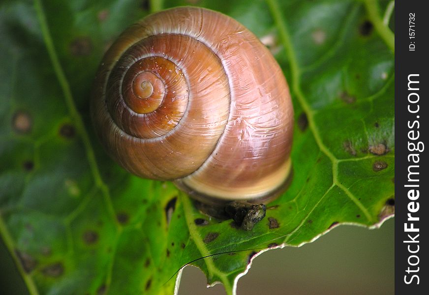 Snail on a green leaf