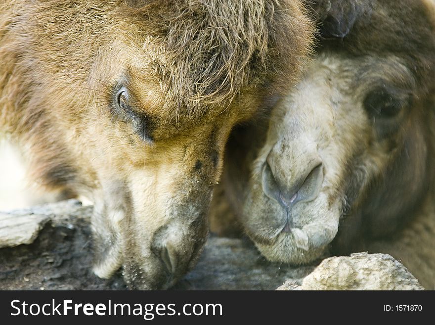 Close-up of heads of two camels in a park