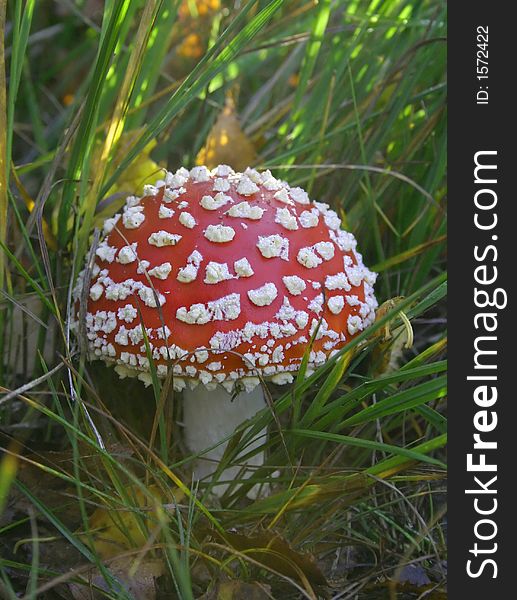 Red toadstool in the forest in fall