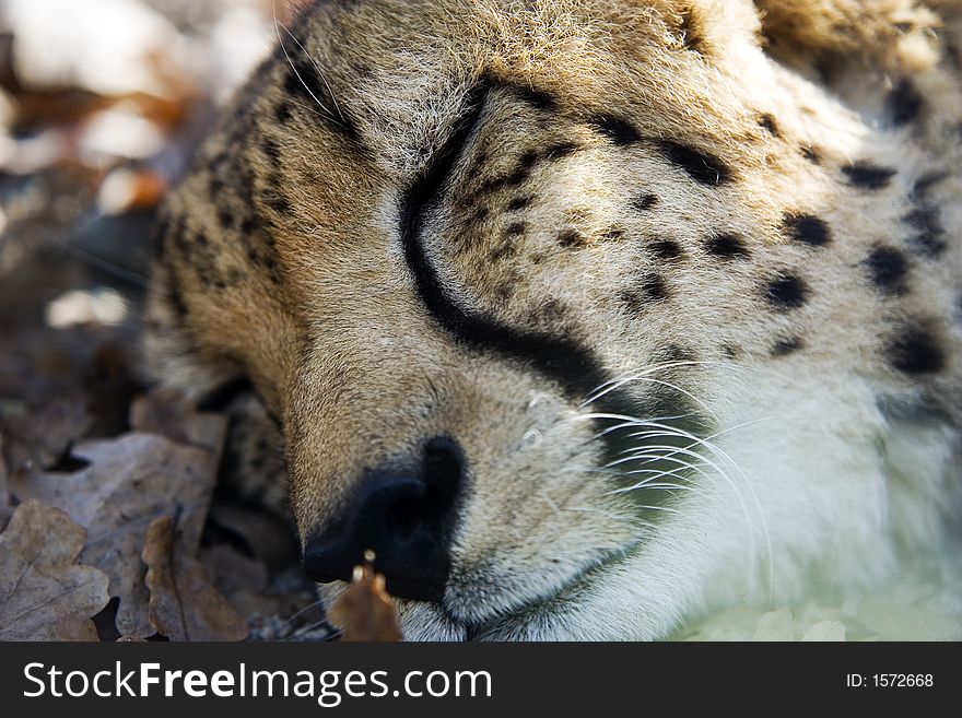 Close up cheetah sleeping on the dry leaves