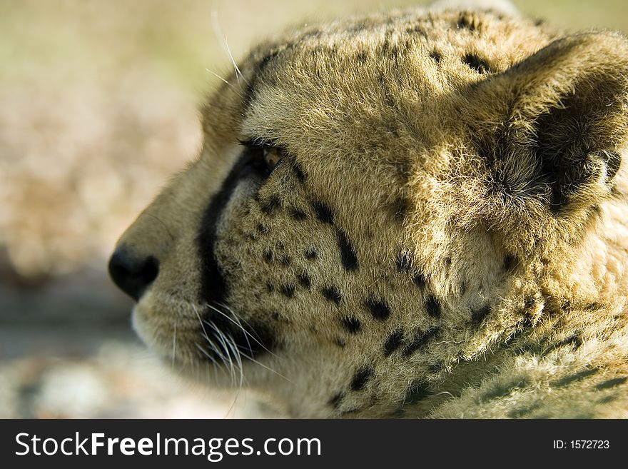 Close up of a cheetah profile