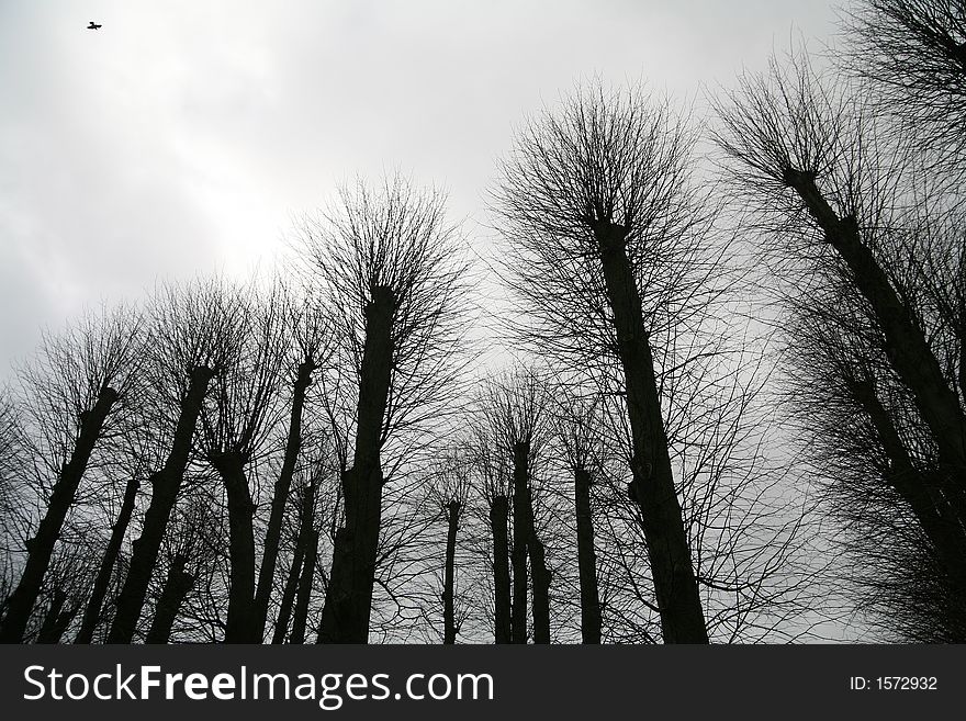 Forest , closeup on  trees branches silhouettes