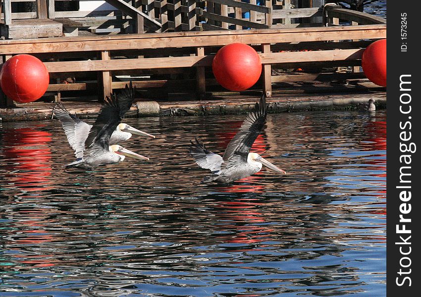 Brown Pelicans on Fisherman's Wharf in Monterey, California