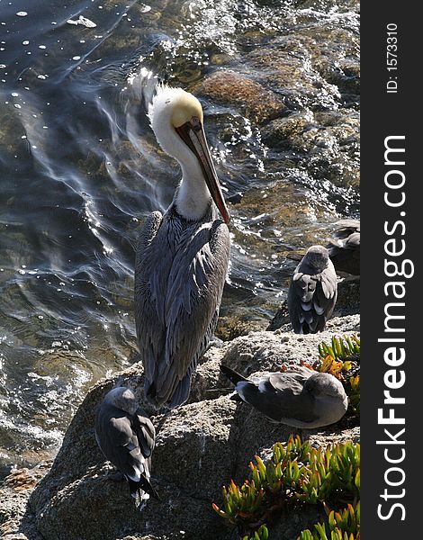 Brown Pelican on Fisherman\'s Wharf in Monterey, California