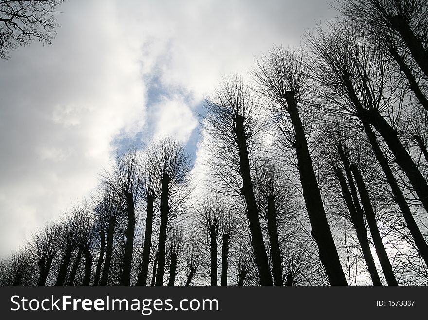 Forest , closeup on  trees branches silhouettes