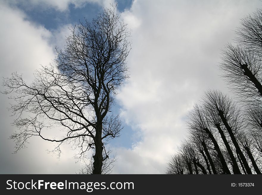 Forest , closeup on  trees branches fronting a blue sky with nice cloud formation. Forest , closeup on  trees branches fronting a blue sky with nice cloud formation