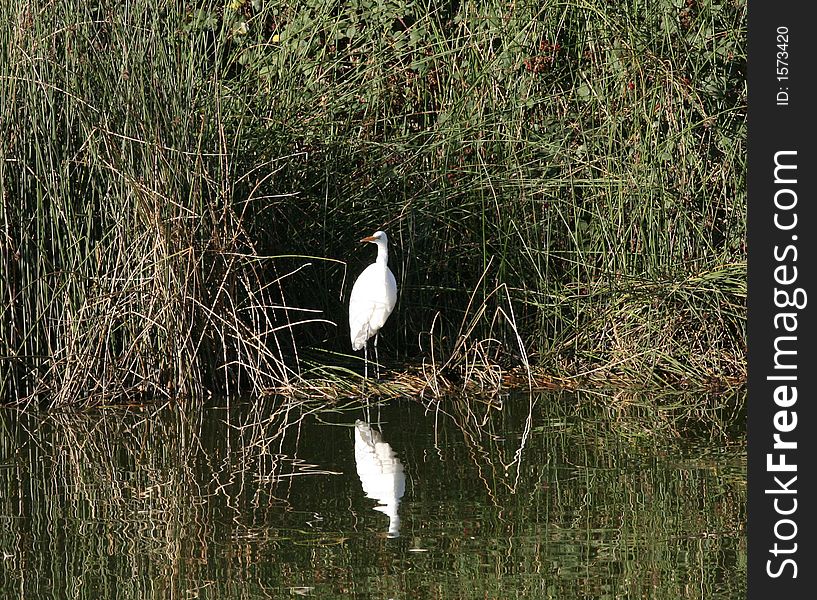 White Egret with its reflection in a pond